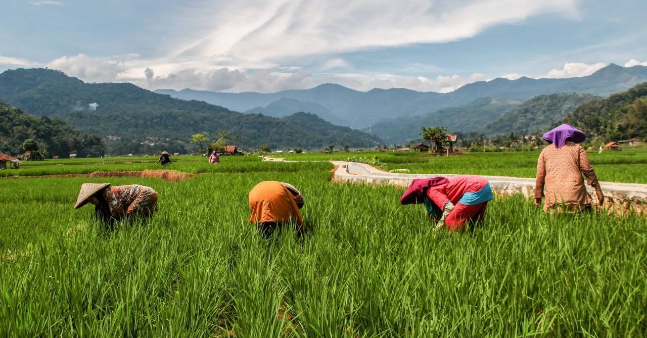 37.000 Petani Indonesia Manfaatkan Blockchain dan NFT HARA